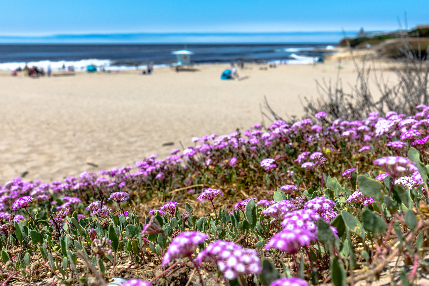 Ultimate Santa Cruz Travel Guide | Natural Bridges State Beach | Catherine Chicotka