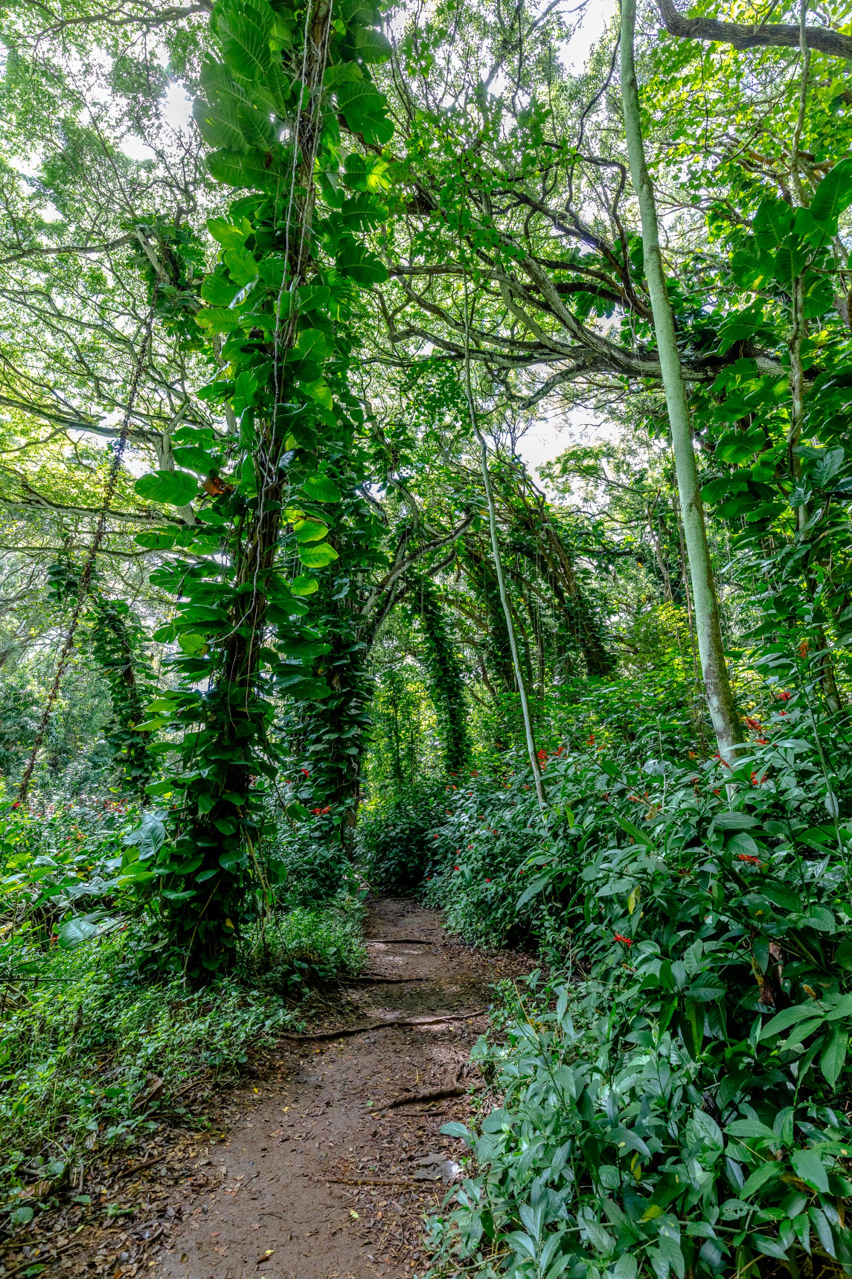 Kaua'i Hiking Guide | Hiking Trails in Kaua'i | Ho'opi'i Falls | Ho'opi'i Falls Trail | Waterfalls Kaua'i | Catherine Chicotka