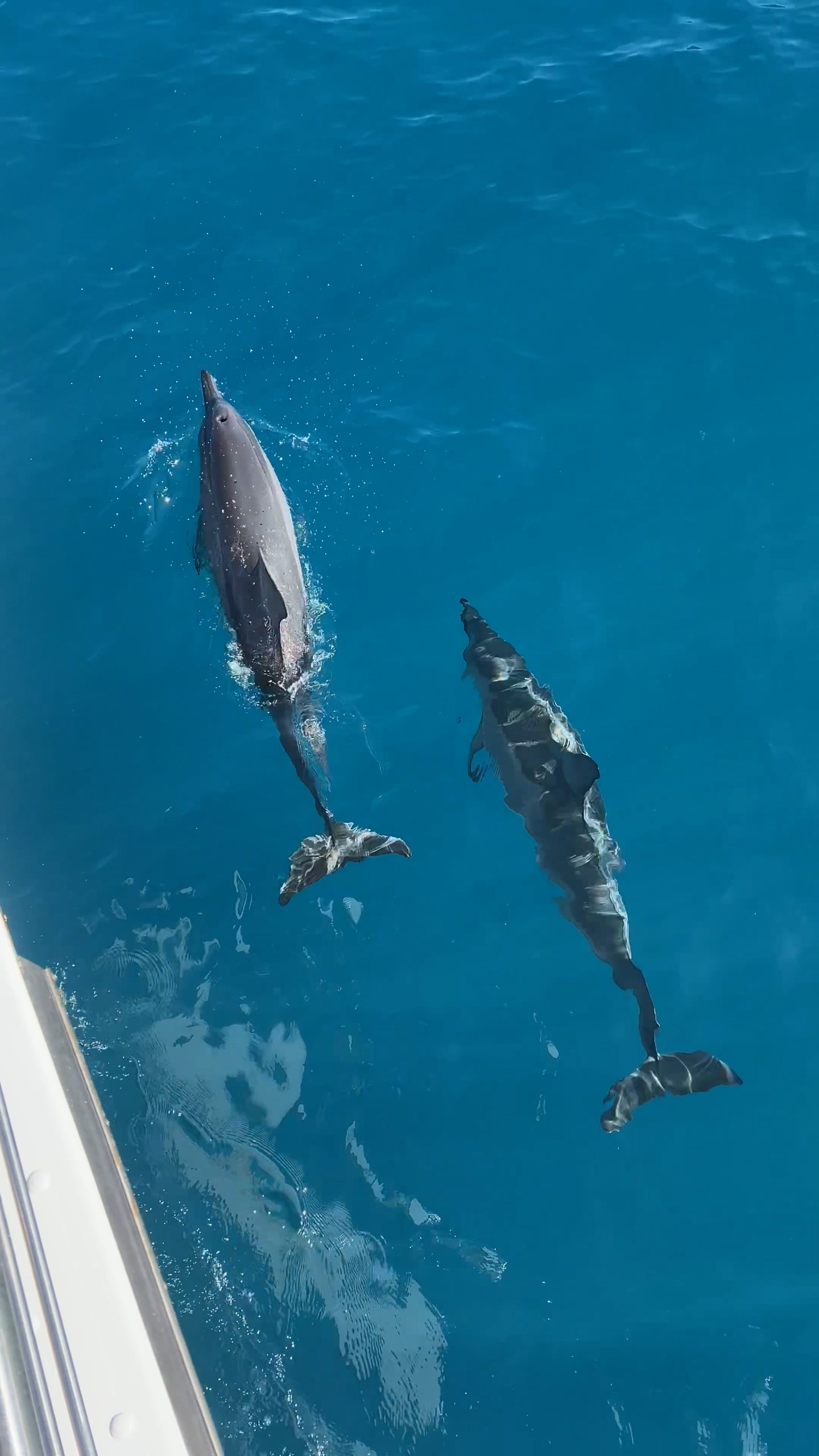 Experience Napali Coast by Boat | Blue Dolphin Charters | Deluxe Morning Snorkel Napali Coast Boat Tour | Catamarans Kaua'i | Napali Coast Kaua'i | Kauai | Catherine Chicotka