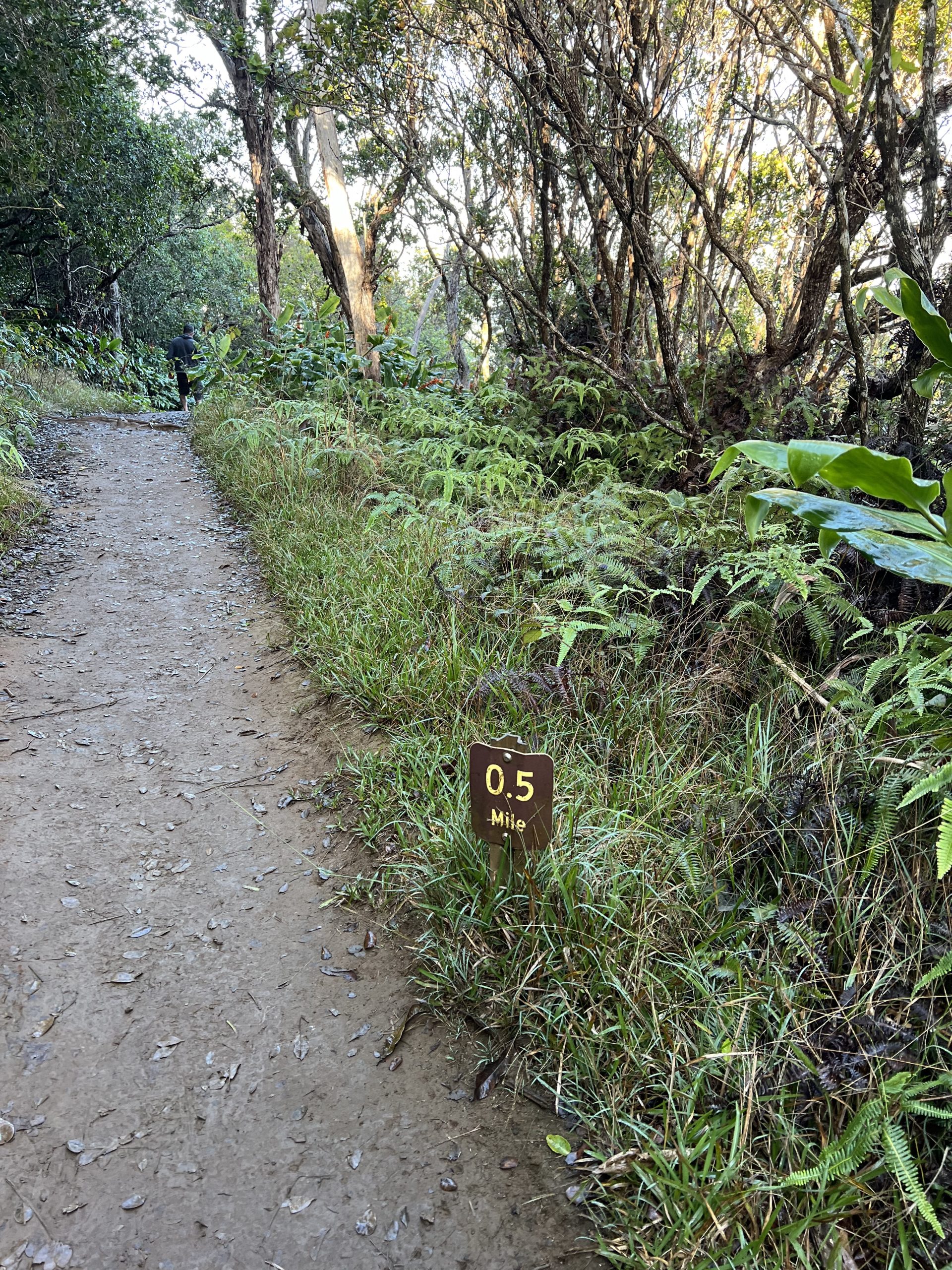 Awa'awapuhi Trail | Awaawapuhi Trail | Best Hikes Kauai | Waimea Canyon | Catherine Chicotka
