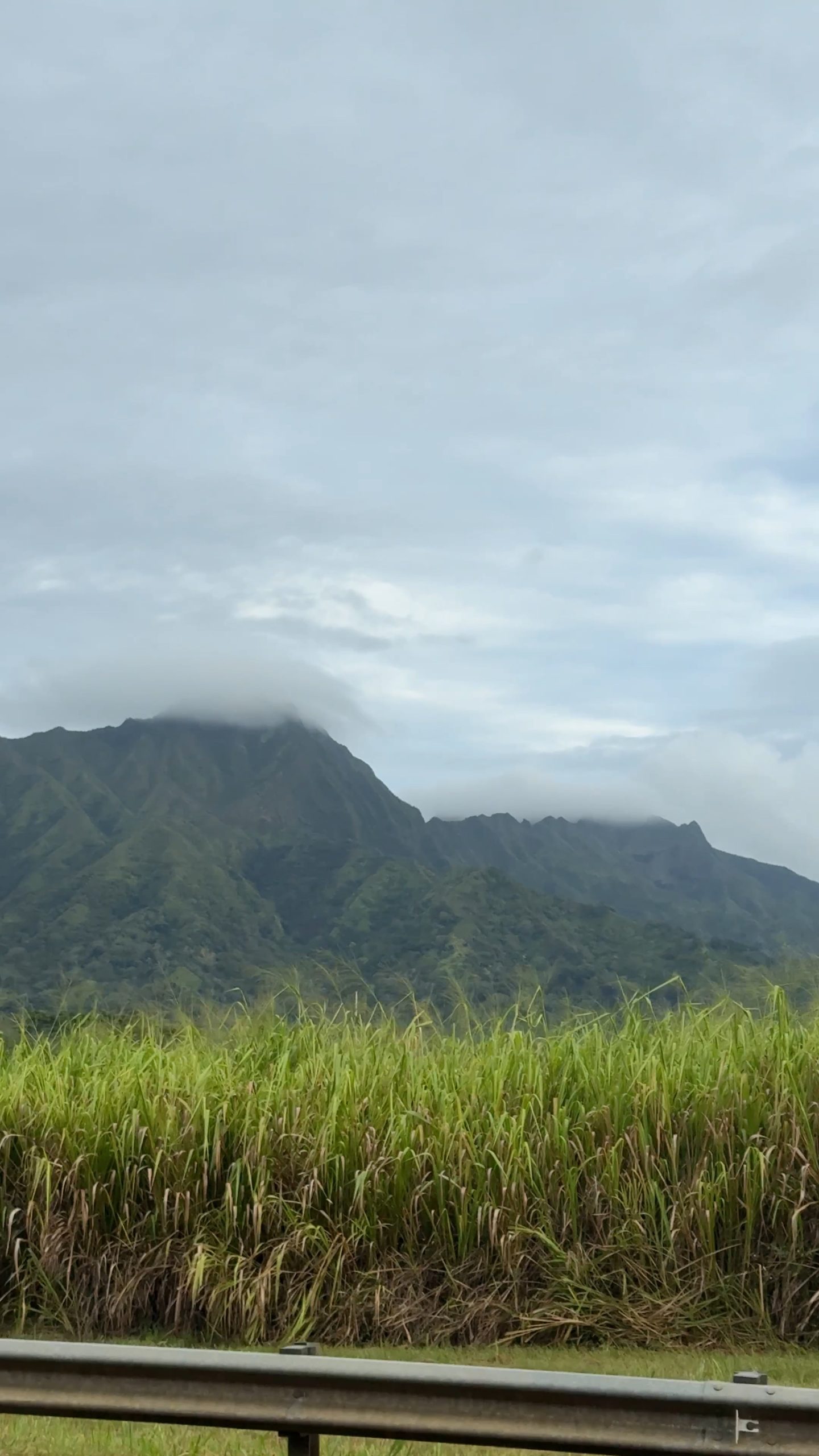 Kaua'i Marathon & Half: Half Marathon Review | Catherine Chicotka