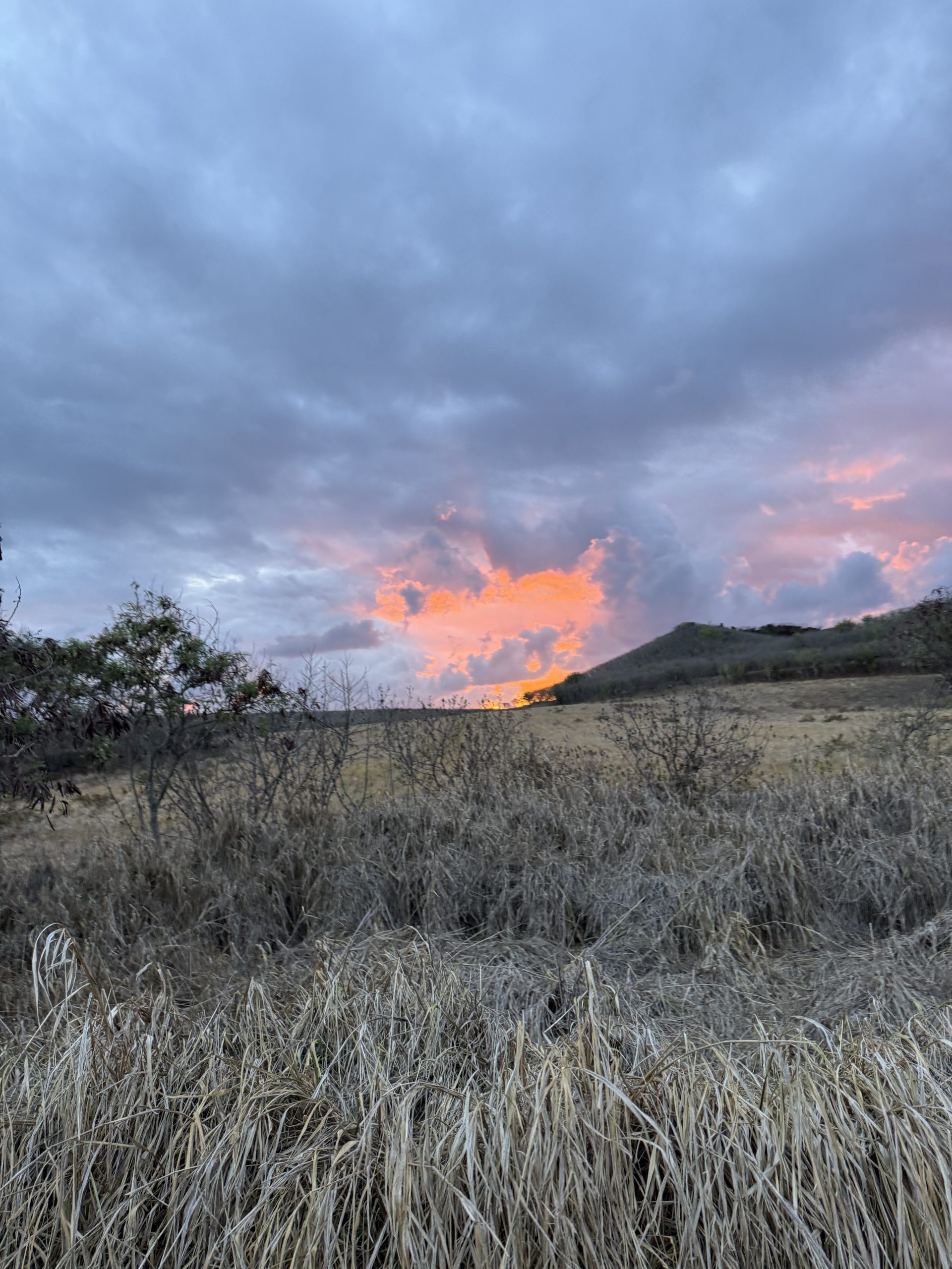 Kaua'i Marathon & Half: Half Marathon Review | Catherine Chicotka