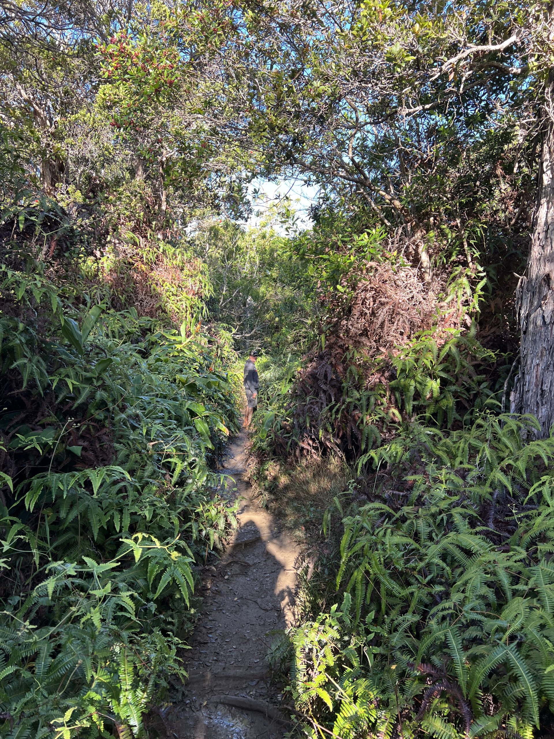 Conquering the Awa‘awapuhi Trail: A Breathtaking Kaua‘i Adventure | Waimea Canyon Hikes | Awa'awapuhi Trail | Awaawapuhi Trail | Best Hikes Kauai | Waimea Canyon | Catherine Chicotka