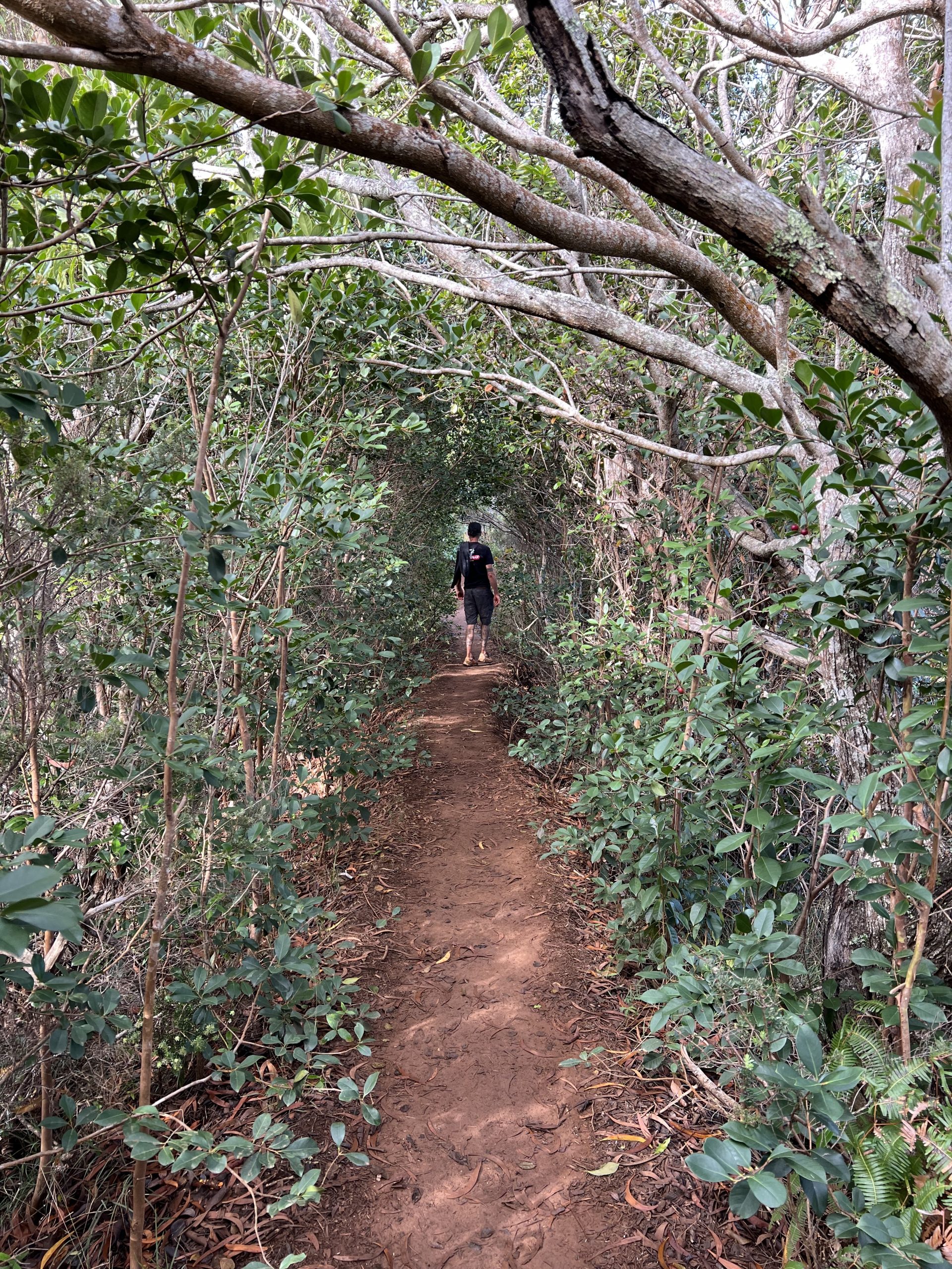 Conquering the Awa‘awapuhi Trail: A Breathtaking Kaua‘i Adventure | Waimea Canyon Hikes | Awa'awapuhi Trail | Awaawapuhi Trail | Best Hikes Kauai | Waimea Canyon | Catherine Chicotka