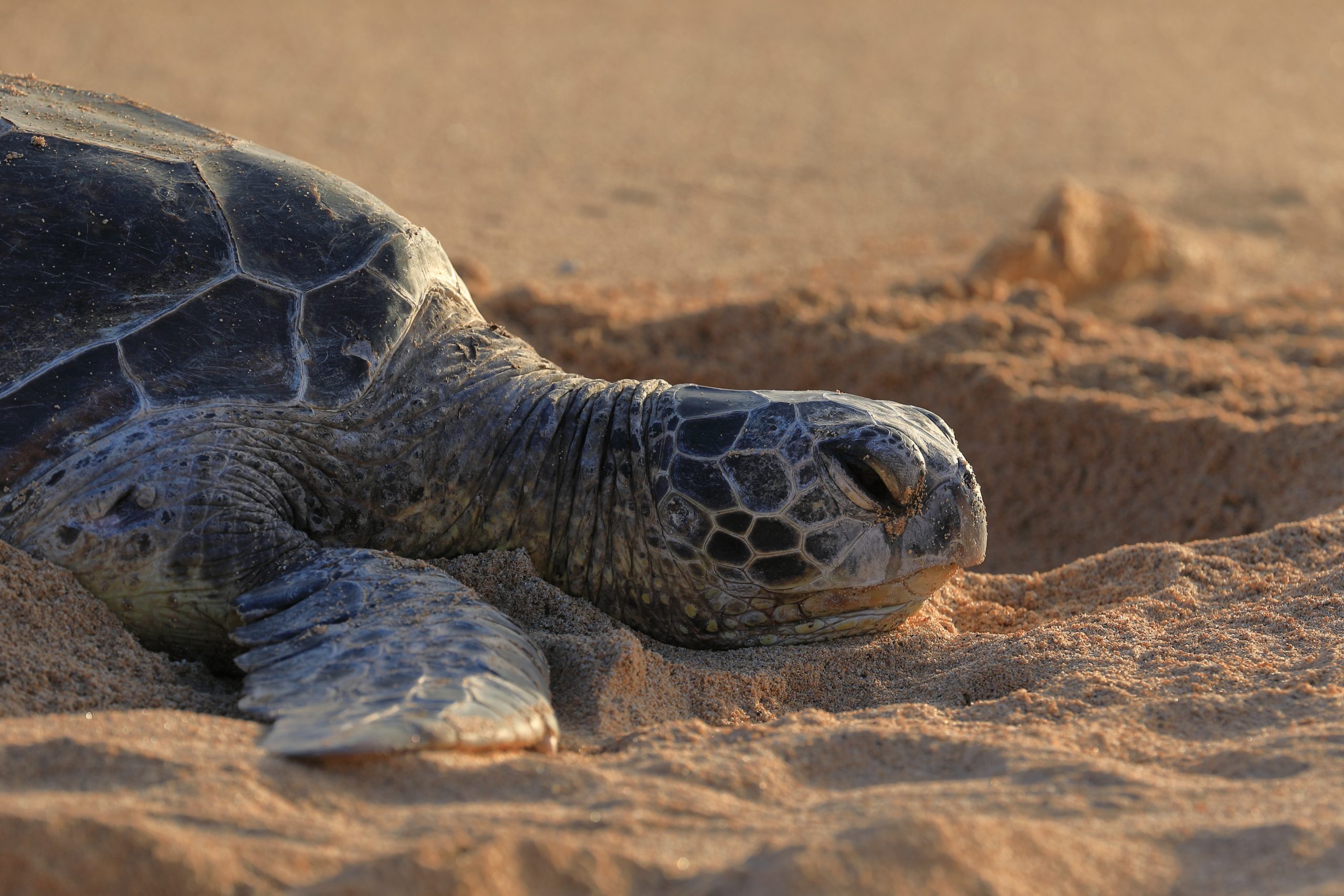 Honu at Poipu Beach | Hawaiian Green Sea Turtle at Poipu Beach | Turtles in Kauai | Brennecke's Kauai | Best Things to Do Kaua'i | Bucketlist Activities Kaua'i | Must Do Activities Kaua'i | 3 Day Kaua'i Itinerary: A Local's Guide to the Perfect Long Weekend | Catherine Chicotka